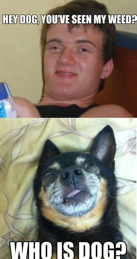 Stoner Dog Meme