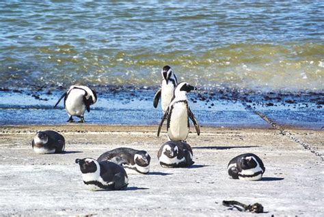 Stony Point Penguin Colony