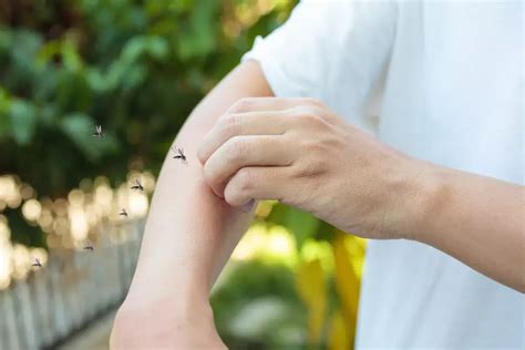 Stop Mosquito Bites: 7 Proven Methods