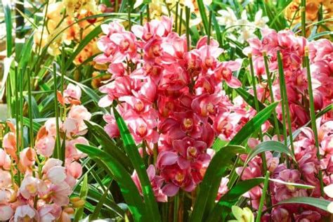 Storczyki Cymbidium