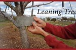 Straighten a Eaning Tree