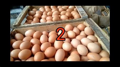 Strategi Pemasaran Telur Ayam Kate