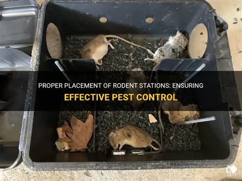 Strategic Rodenticide Placement