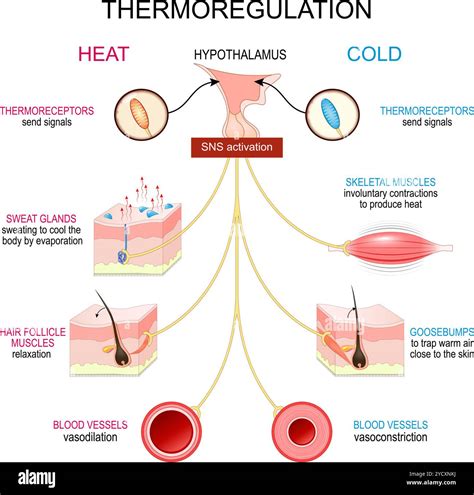 Strategies for Regulating Body Temperature