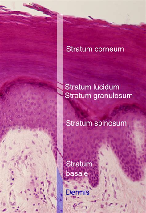 Corneum Cells