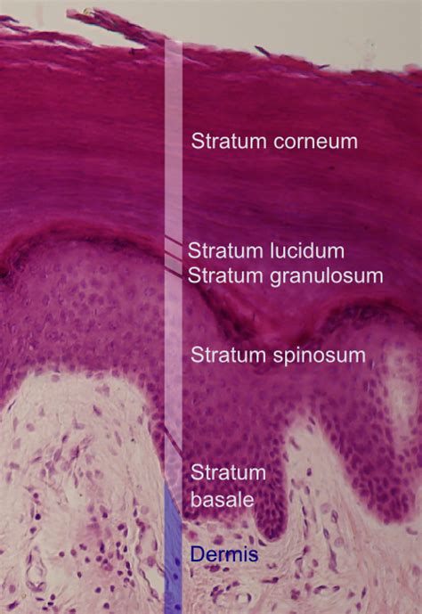 Granulosum Layer