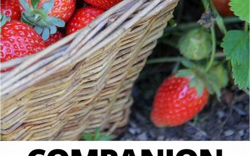 Strawberry Companion Planting