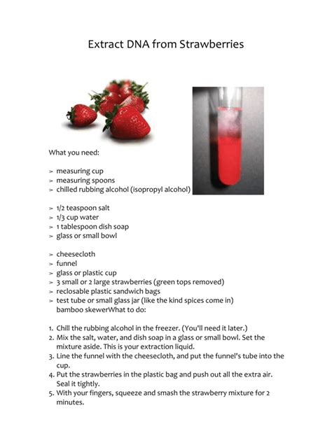 Strawberry Dna Extraction Lab Worksheet Answer Key