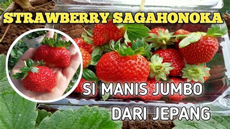 Strawberry Jepang
