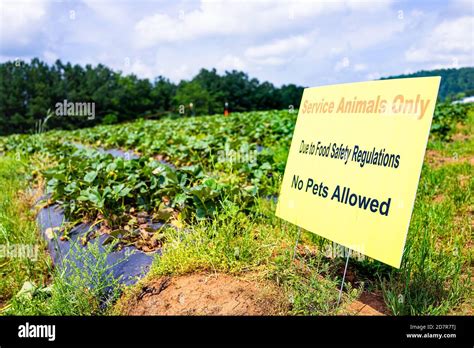 Strawberry Picking Safety