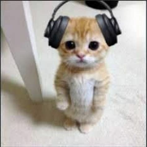 Stream Raise A Floppa OST: DJ El Gato by Your Local Roblox Fan 