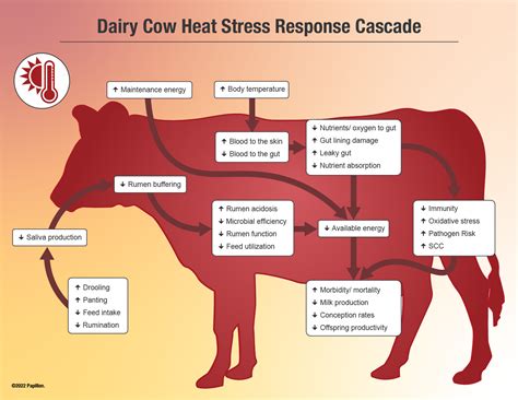 Stress Diet and Dairy Connection