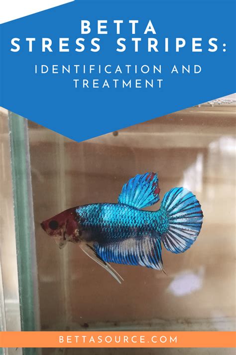 Stress Stripes Betta