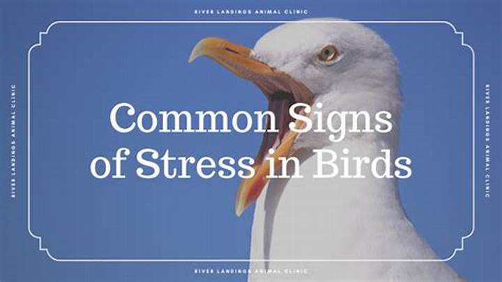 Stress in birds