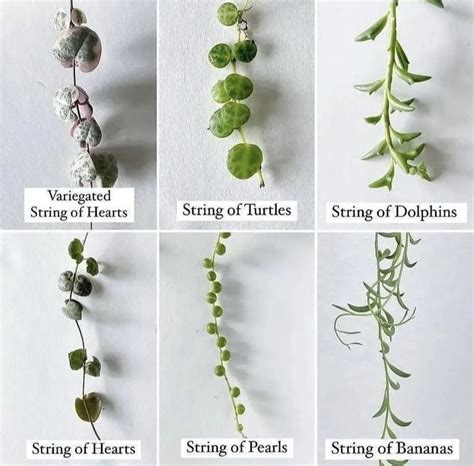 String Of Plants Chart