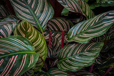 Striped Plant