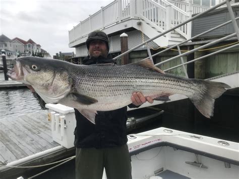 Striped bass fishing New Jersey