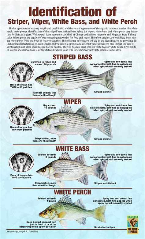 Striper Size Chart