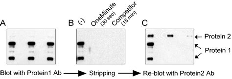 Stripping Buffer Recipe