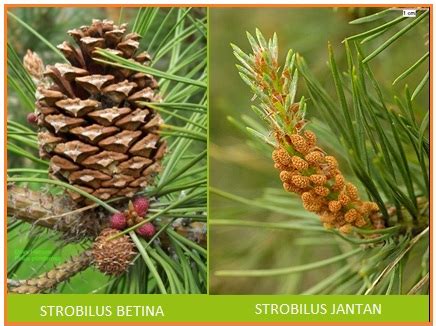 Strobilus Jantan