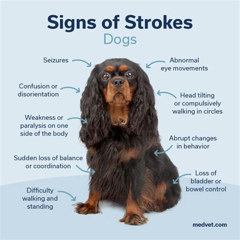 Stroke In Dog Treatment