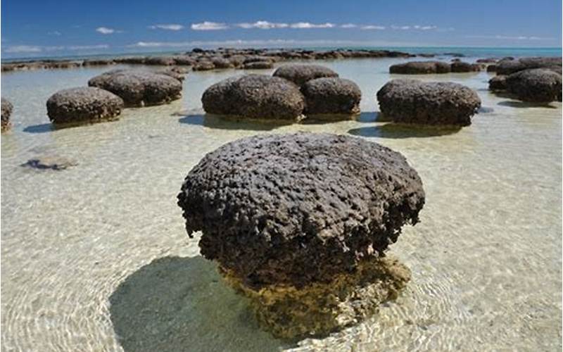 Stromatolite Bacteria