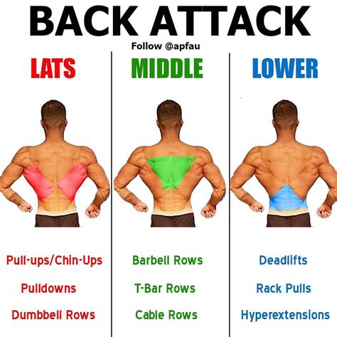 Strong Back: 8 Simple Muscle Exercises