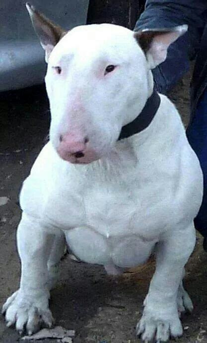 Strong Bull Terrier