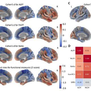 Structural and Functional Differences in the Brain
