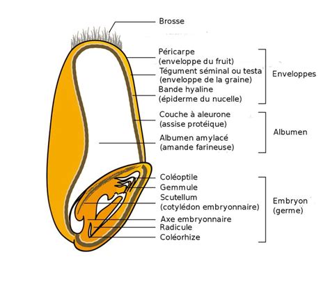 Anatomie du grain de blé tendre. Le grain de blé est constitué de trois