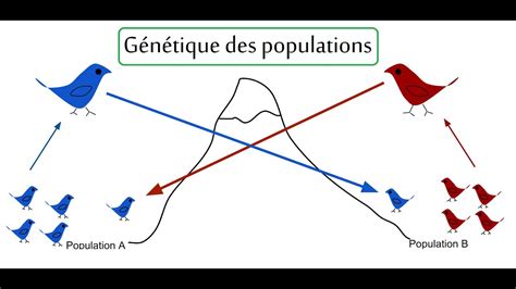 Génétique des populations Cours 1 AlloSchool