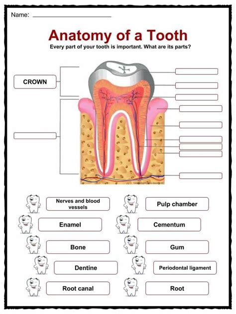 Structure Label Parts Of A Tooth Worksheet