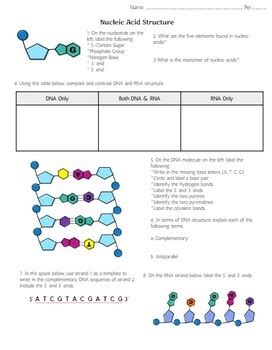 Structure Of Dna And Rna Worksheet : Biological Science Picture