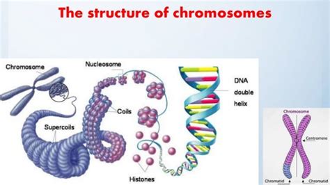 Structure That Organizes Motion Of Chromosomes