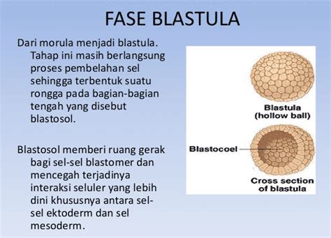 Struktur Blastula dan Fungsinya