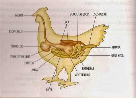 Struktur Organ Pencernaan Ayam