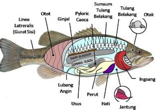 Struktur Perut dan Mulut Ikan Bawal in Indonesia