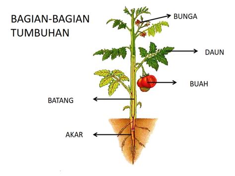 Struktur tubuh tumbuhan