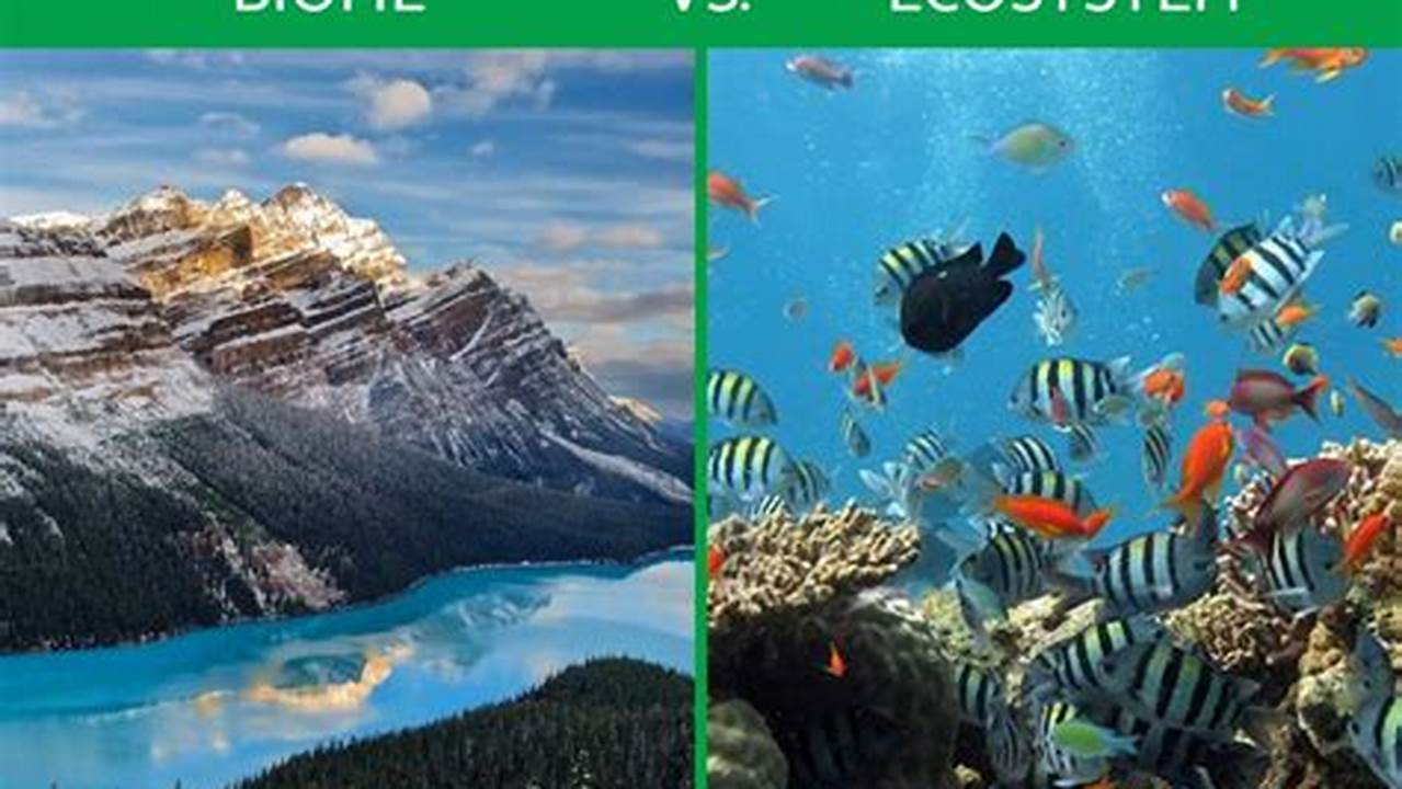 Students Will Learn The Difference Between A Biome And An Ecosystem And., Images