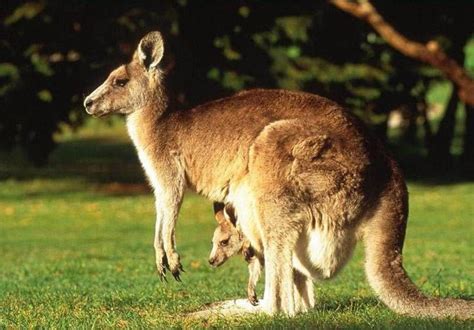 Studi Biologi di Negara Kanguru