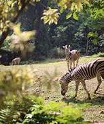 Studi dan Penelitian Konservasi Satwa di Kebun Binatang Bandung