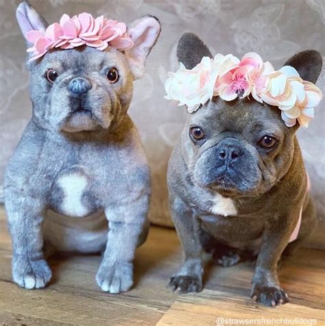 Adorable and Realistic Stuffed French Bulldog - Your Perfect Companion!