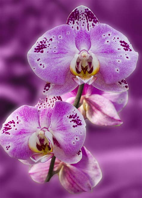 Stunning Orchids