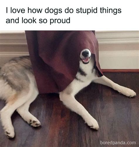 Stupid Dog Meme