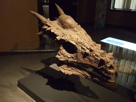 Importance of Stygimoloch’s Fossils