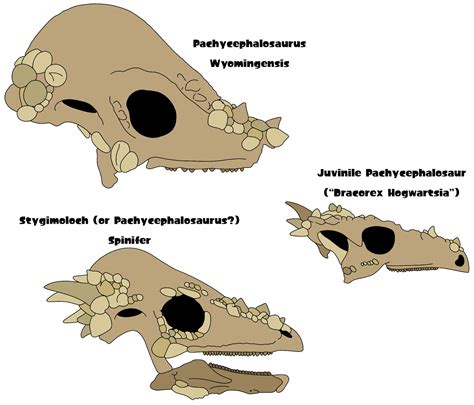 Unique Skull Structure of Stygimoloch