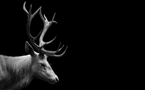 Styling Wallpaper HD Black Deer