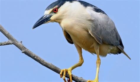 Suara Burung Koak Kaok: Keindahan Dan Keunikan Burung Di Indonesia