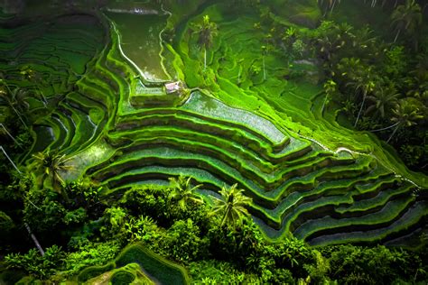 Sistem subak dalam lukisan Bali