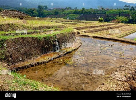 Close-up view of the intricate Subak irrigation system in action